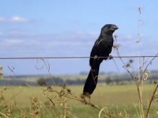 Anu-preto